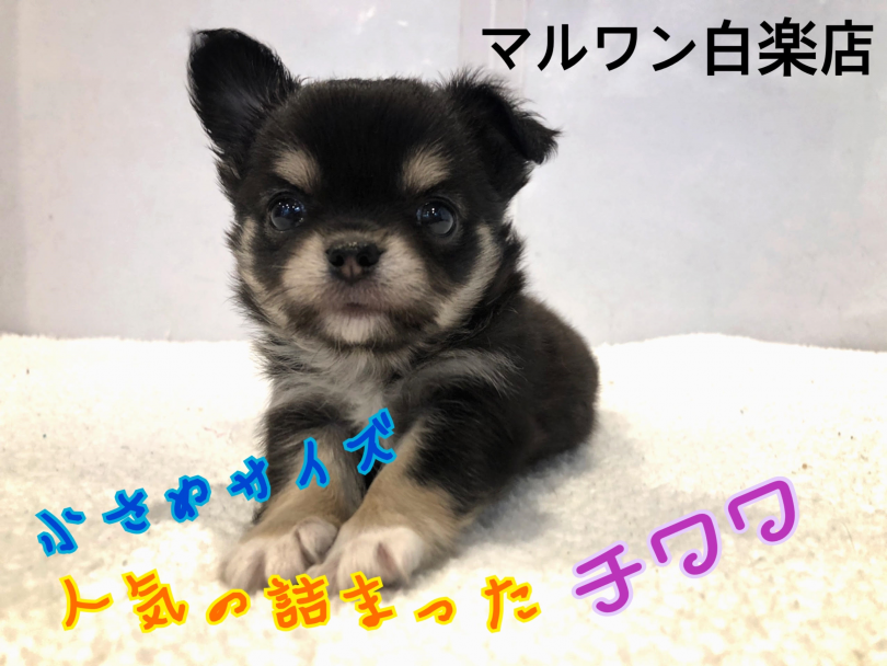 【 チワワ 】小さめサイズのブラックタン！人気要素の詰まった美男子が登場！