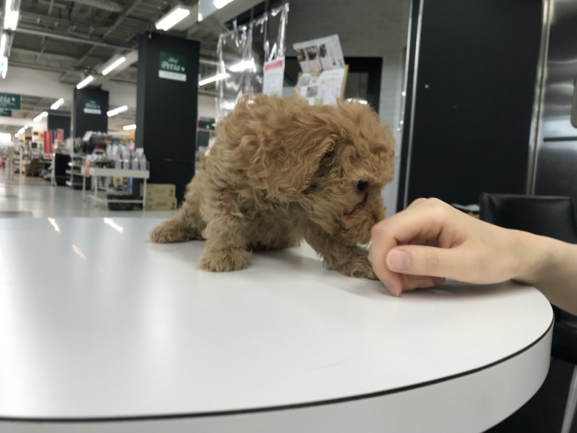 「クンクントレーニング」でお鼻のセンサーを育む | トイ・プードル （119217） - 梅島店
