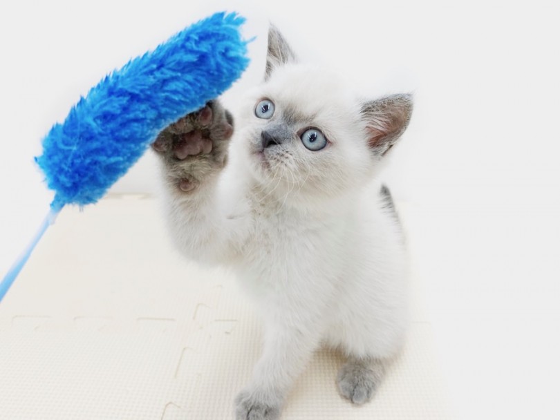 生まれて初めての猫じゃらしに興味津々なご様子 | ブリティッシュショートヘア （814594） - 相模大塚店