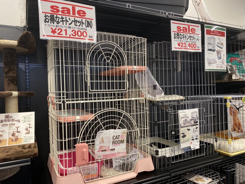 子猫のうちは環境つくりがとても大切です。 | スコティッシュフォールド （140422） - 横浜 元町店