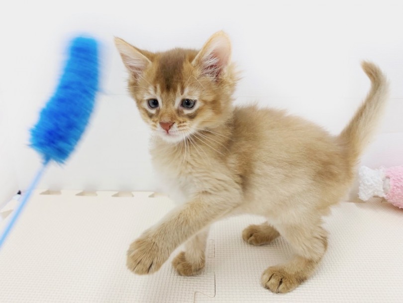 生まれて初めての猫じゃらし体験！ | ソマリ （814590） - 相模大塚店