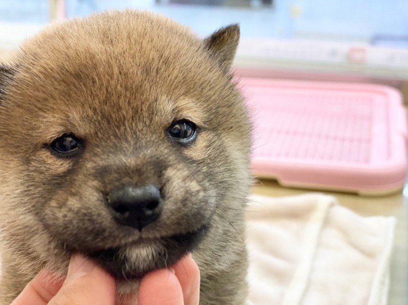 たぬき顔フェイスのおっとり柴ちゃんと、一緒に過ごしませんか？ | 柴犬 （311928） - 港北ニュータウン店