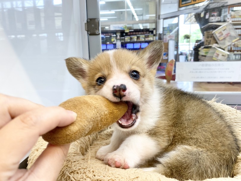 頭もよく、とってもエネルギッシュな犬種なので、一緒に遊んであげる事が大事 | ウェルシュコーギーペンブローク （116423） - 下丸子店