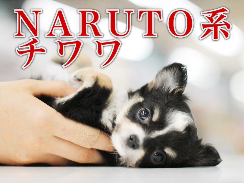 【 チワワ 】NARUTO系ブラッククリームのプレミアムベイビー登場！