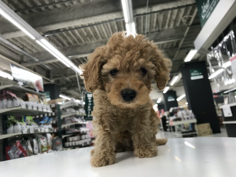 ぜひトイプーちゃんに会いに梅島店にお越しください | トイ・プードル （119217） - 梅島店