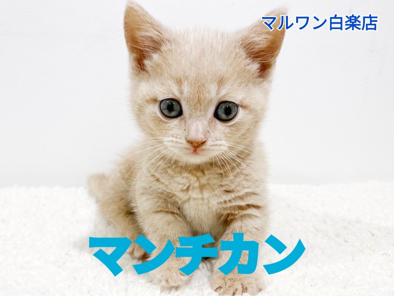 【 マンチカン 】可愛さ美しさ満点！クリームカラーのプリティーキャット！
