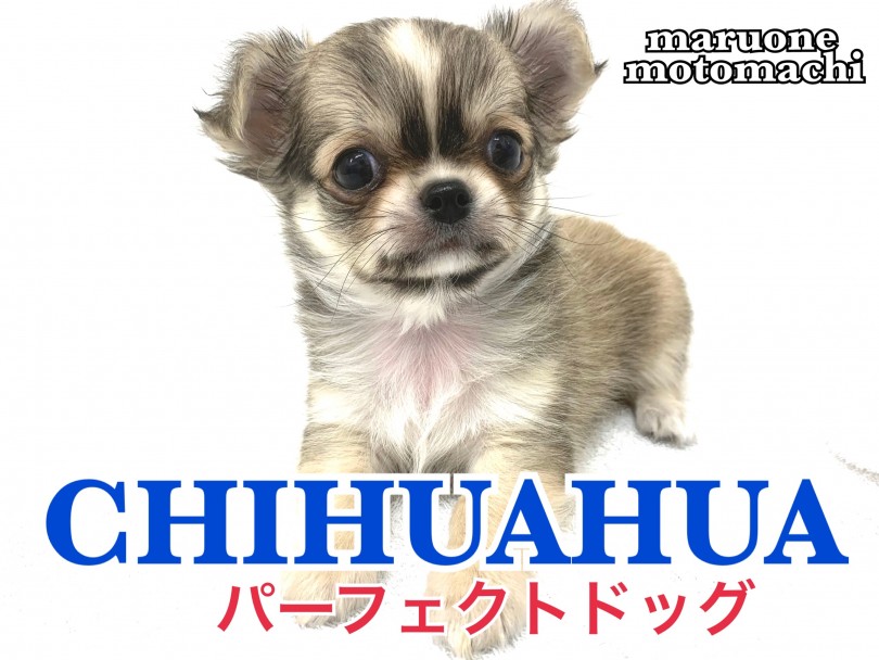 【 チワワ 】小さめサイズ！美しいアップルヘッドにたぬき顔のパーフェクトボーイ！