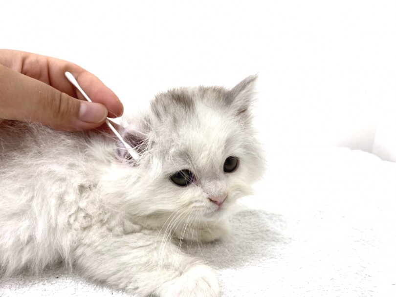 立ち耳スコちゃんだからこそ耳掃除がやりやすい | スコティッシュフォールド （140422） - 横浜 元町店