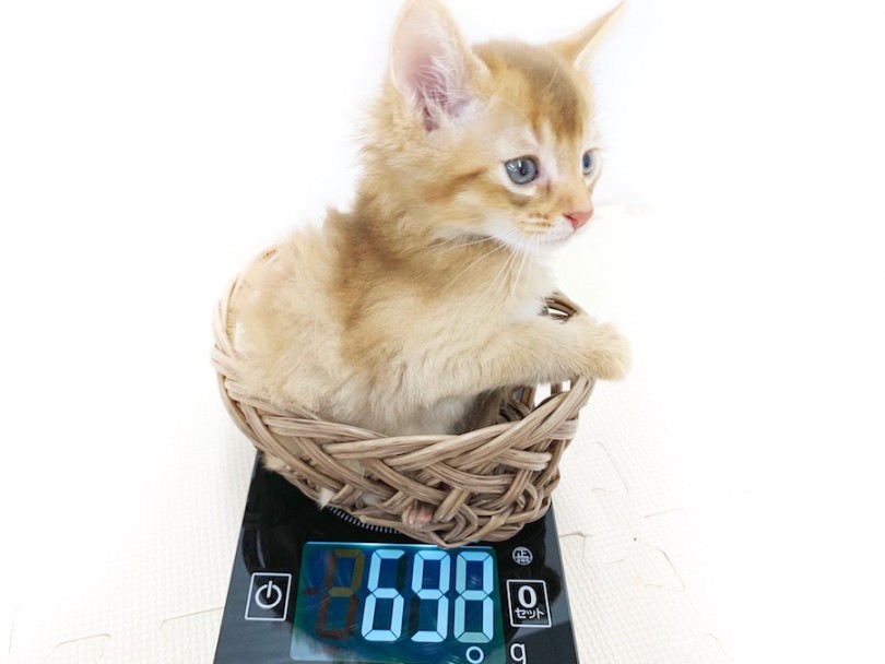 成猫時には4kg前後を予想 | ソマリ （814590） - 相模大塚店