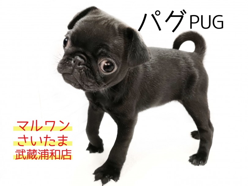 【 黒パグ 】ぶちゃかわだけじゃない！お家の中で遊べるパグちゃん！！