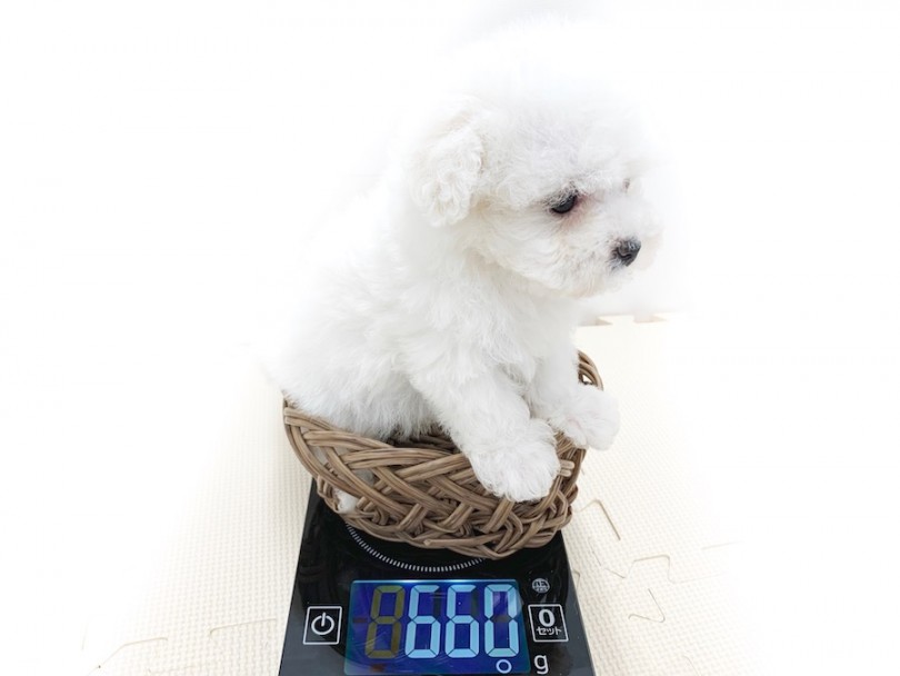 生後50日時点での体重は660g | ボロニーズ （814592） - 相模大塚店