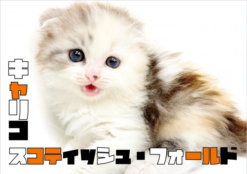 【 スコティッシュフォールド 】パステル・たれ耳・丸顔・2倍可愛いポイント紹介！