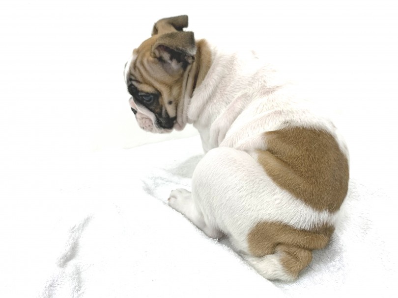 成犬時の推定体重は25kg前後 | ブルドッグ （140399） - 横浜 元町店