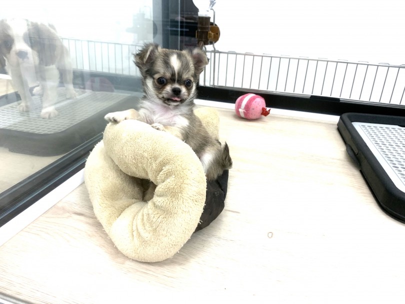 お部屋のベッドを上手に折りたたんでくつろぎ中♪ | チワワ （140409） - 横浜 元町店