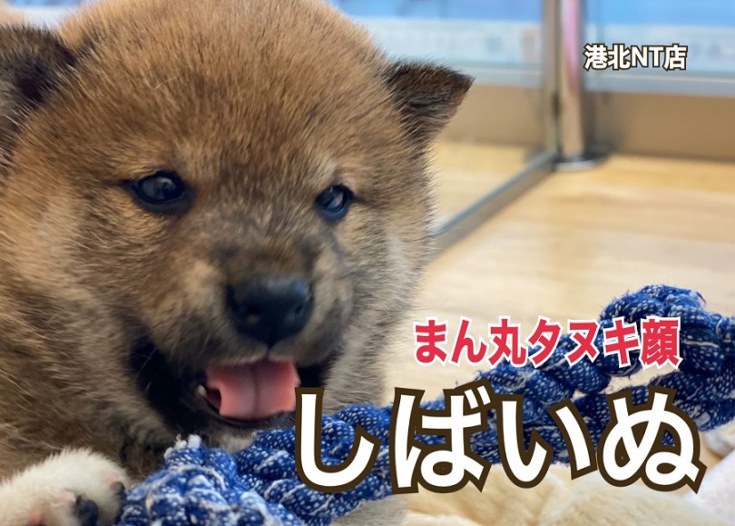 【 柴犬 】港北NT店人気犬種！！まん丸フェイスのおっとり柴ちゃん！