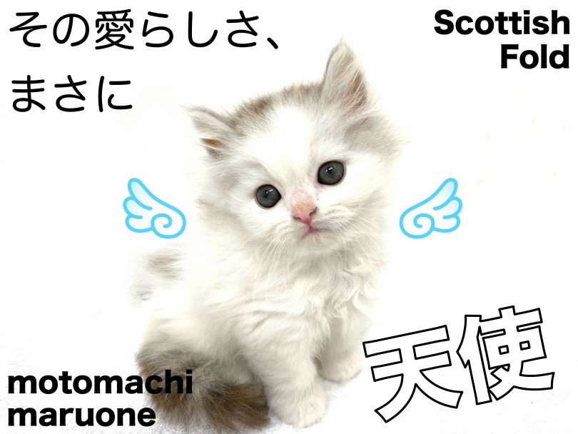 【 スコティッシュフォールド 】横浜元町店にシルバータビーの男の子が登場！