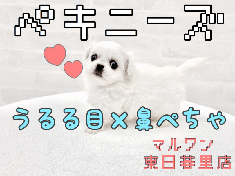 【 ペキニーズ 】純白天使降臨！うる×ぺちゃの魅力をご紹介！