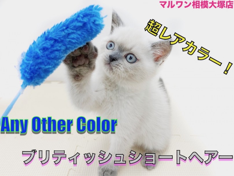 【 ブリティッシュショートヘア 】超レアカラー！見た目と性格のギャップが特大！