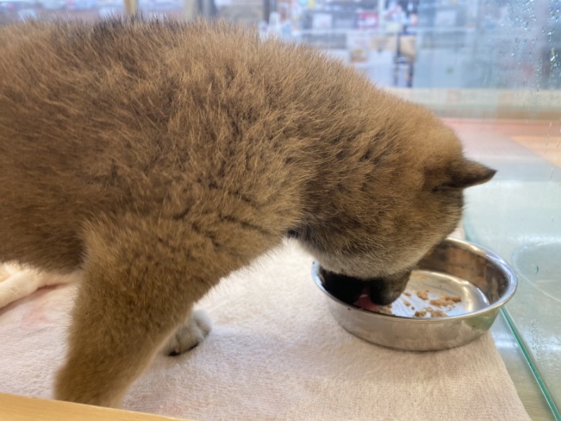 食欲旺盛！しっかり食べて大事な成長期を過ごそう | 柴犬 （311928） - 港北ニュータウン店