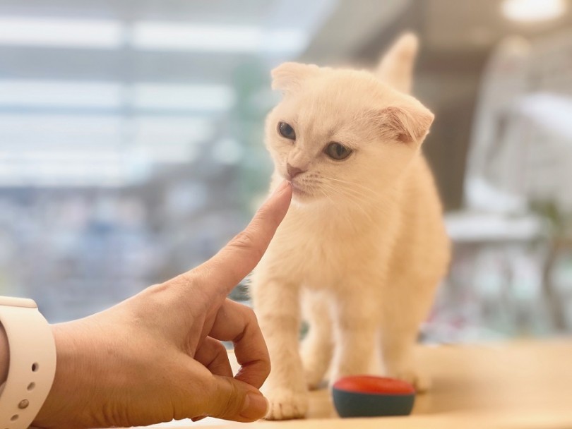 スコティッシュフォールドは穏やかな性格の子が多い | スコティッシュフォールド （311927） - 港北ニュータウン店