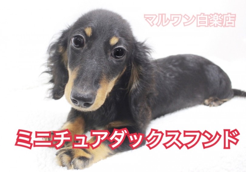 【 ミニチュアダックスフント 】！女の子らしさ溢れるブラックタンベイビー登場！