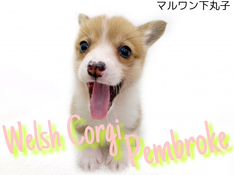【 ウェルシュコーギーペンブローク 】むちむちボディの癒し系ワンコ！！