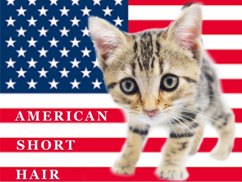 【 アメリカンショートヘア 】両親がチャンピオン！猛烈な甘えん坊ブラウンタビー！