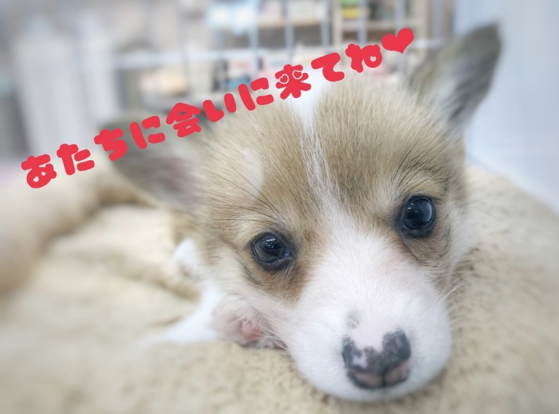 この子だ！と運命を感じた「あなた」は今すぐマルワン下丸子店へ！ | ウェルシュコーギーペンブローク （116423） - 下丸子店