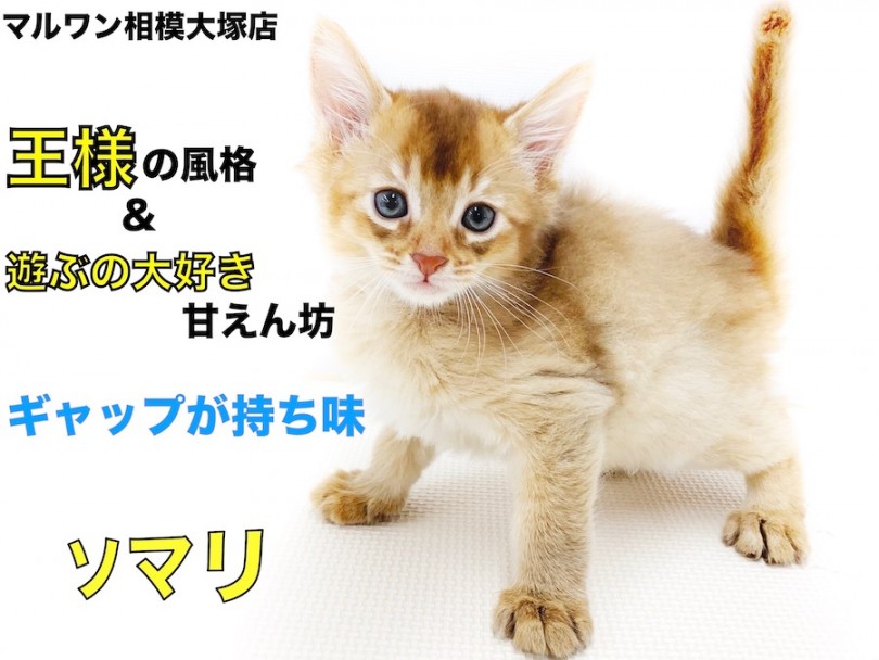 【 ソマリ 】ワイルドな見た目と懐っこい性格がギャップ！初めて遊ぶ猫じゃらし！