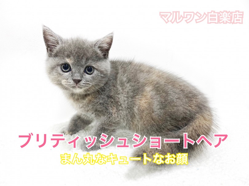 【 ブリティッシュショートヘア 】ずんぐりむっくり！まん丸顔がチャームポイント！