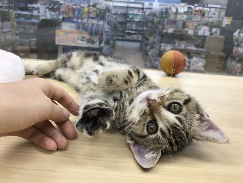 ダイブして抱きついてくるほどの甘ったれちゃん（笑） | アメリカンショートヘア （119213） - 梅島店