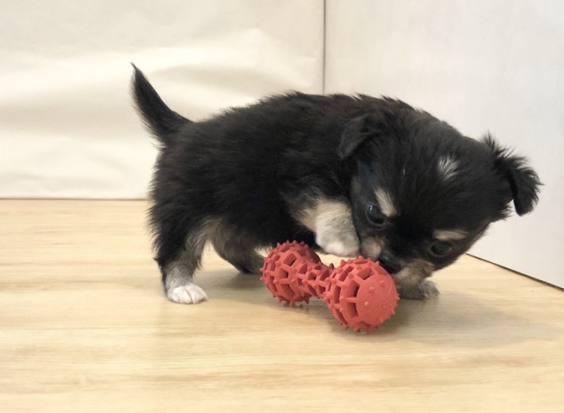 1人遊びが上手で、お留守番も出来る犬種 | チワワ （311929） - 港北ニュータウン店