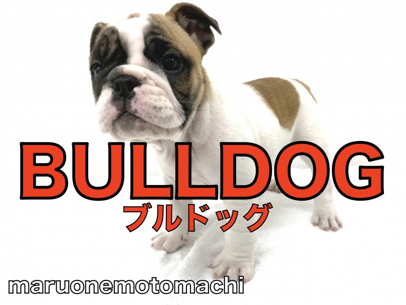 【 ブルドッグ 】圧倒的迫力！だるんだるんのお肉とピュアな瞳のアメイジングガール！