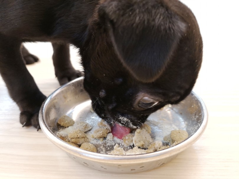 お顔を真っ白にしながら、一生懸命に食べています | パグ （412875） - さいたま 武蔵浦和店