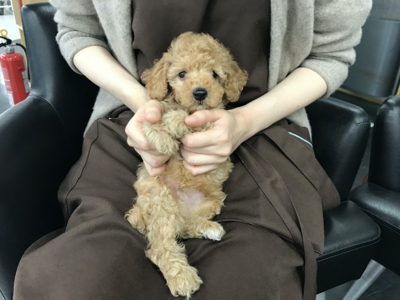 どこを触っても嫌がらないようにトレーニングをすることはとても重要 | トイ・プードル （119217） - 梅島店