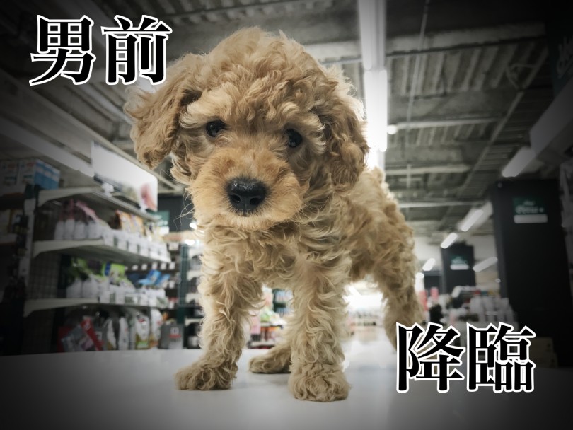 【 トイプードル 】ファミリーにおススメ！ くりくりカールはダンディズムの予感！