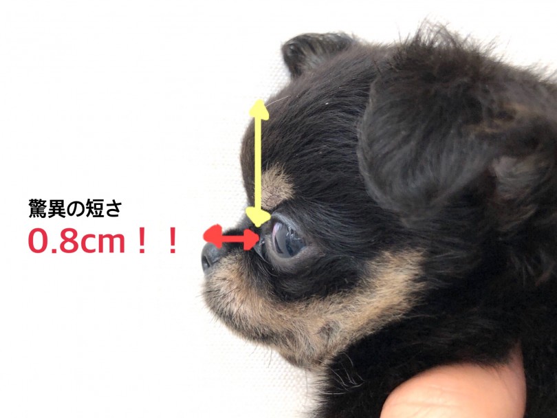 横から見た写真 | チワワ （512658） - 本羽田店