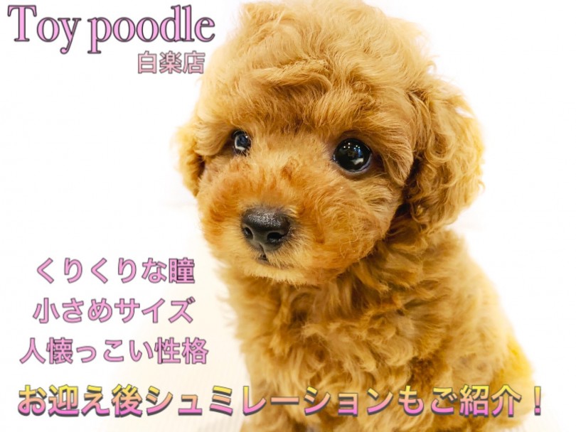 【 トイプードル 】至極の可愛さ！くりっくりのおめめがチャームポイントの癒し系！