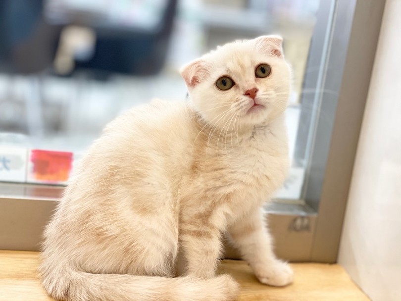 甘〜い香りが漂いそうなバニラカラー | スコティッシュフォールド （311927） - 港北ニュータウン店
