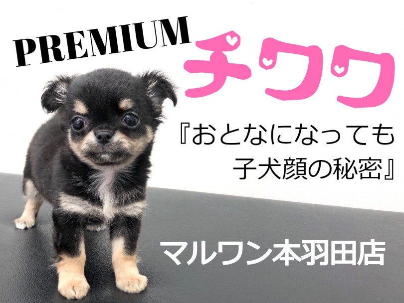 【 チワワ 】おとなになっても子犬顔！？大きな瞳のプレミアムチワワ登場！