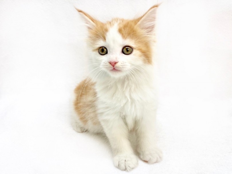 今最も注目を浴びている癒し系猫ちゃん | サイベリアン （120263） - 今宿店