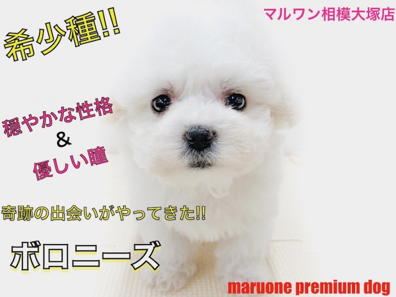 【 ボロニーズ 】レア犬種！穏やかで懐っこい性格とマスコット的要素満載の容姿