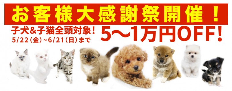 【 お客様大感謝祭開催！ 】期間限定！全頭対象5~1万円プライスダウン！