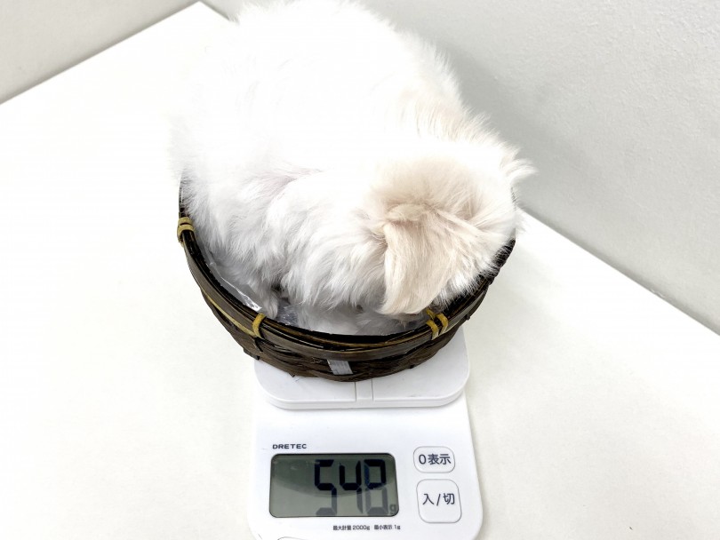 成犬時は2.0㎏～2.5㎏程の極小・小さめサイズ | マルチーズ （150087） - 東川口店