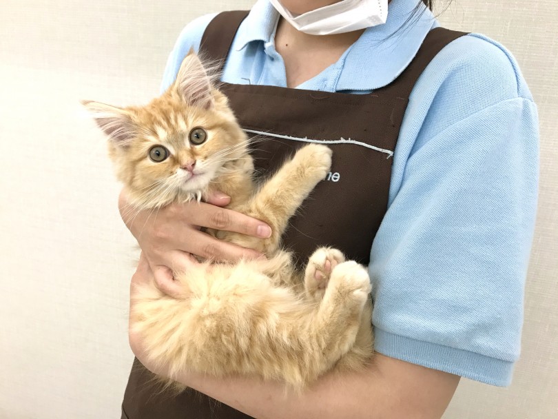 抱っこ大好き！なでられるの大好き！ | ラガマフィン （150070） - 東川口店
