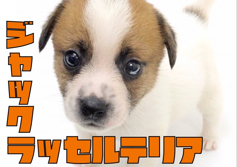 【 ジャックラッセルテリア 】夏を眼力の強いイケメンと一緒に楽しもう！！