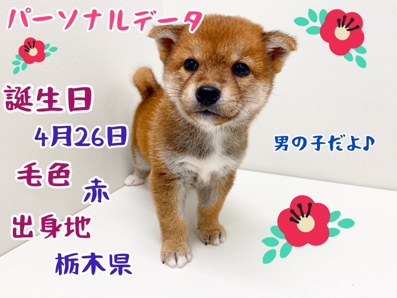 柴くんのパーソナルデータ | 柴犬 （150090） - 東川口店