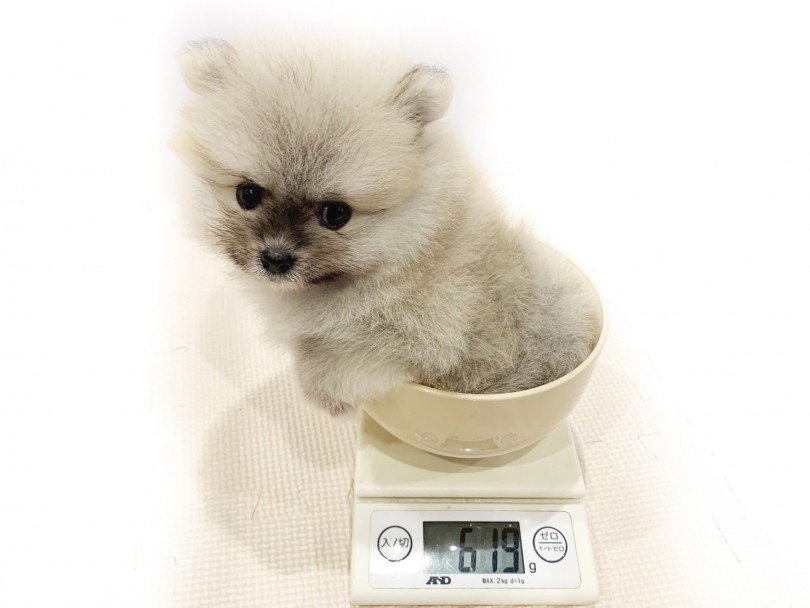 しっかりと毎食ご飯を完食してくれているので、健康に成長しております！ | ポメラニアン （11691） - 横浜 白楽店