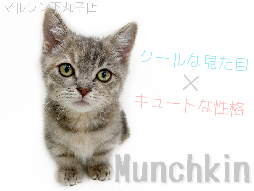 【 マンチカン 】クールかつキュートなギャップ萌えにゃんこ！