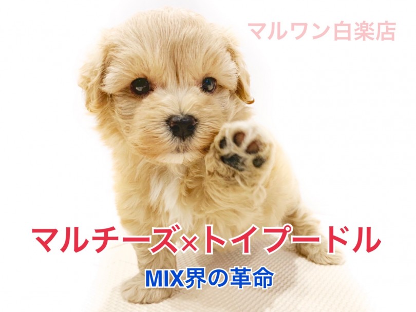 【 マルチーズ×トイプードル 】MIX界の革命！超人気のマルプーをご紹介！